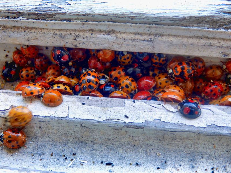 Warm Autumn Afternoons Bring Peak Swarm Days Warm Autumn Afternoons Bring Peak Swarm Days