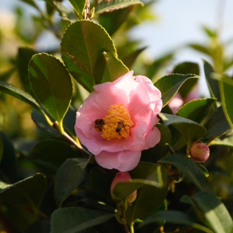 Warm Fall Weather Can Keep Early Bloomers From Opening Warm Fall Weather Can Keep Early Bloomers From Opening