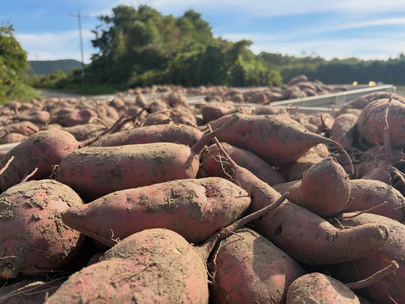 Warm, Humid Rest Turns Sweet Potato Starch Into Sugar