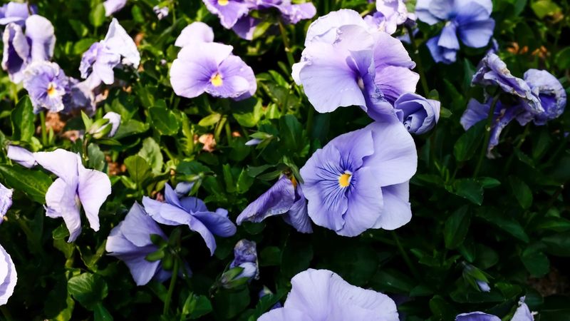 Warm, Humid Weather Stresses New Transplants