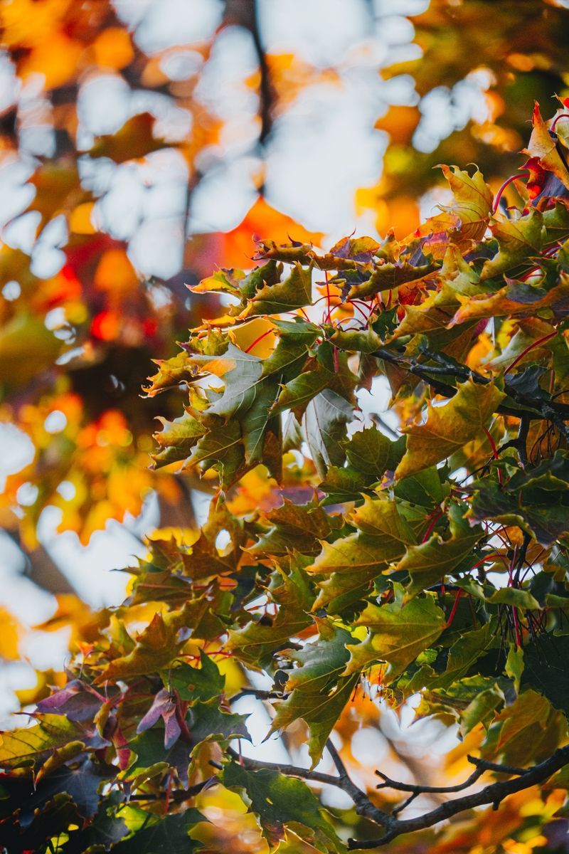 Warm October Nights Keep Oak And Maple Leaves Green Longer