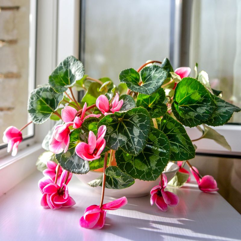 Warm Rooms Can Make Cyclamen Droop Quickly Warm Rooms Can Make Cyclamen Droop Quickly