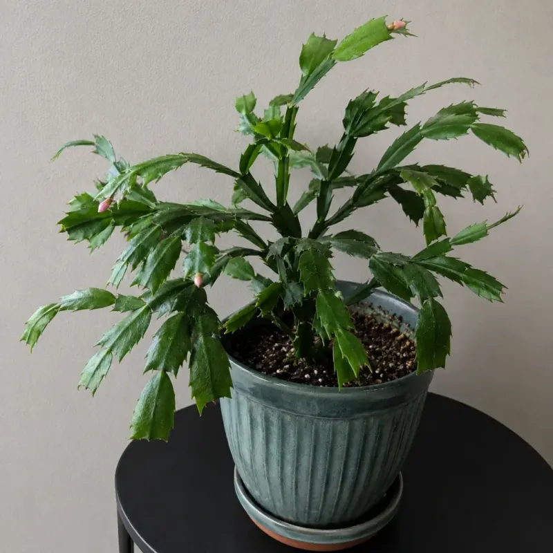 Warm Rooms Keep Those Buds From Ever Forming