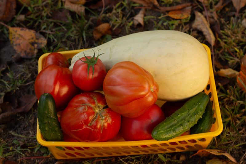 Warm-Season Crops Get Two Windows, Spring And Fall Warm-Season Crops Get Two Windows, Spring And Fall
