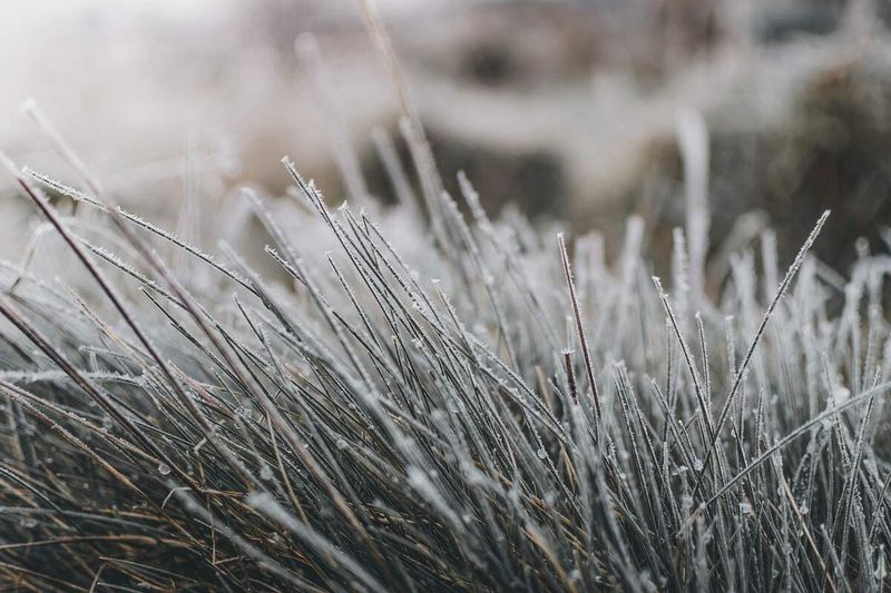 Warm-Season Lawns Slow Down After First Frost