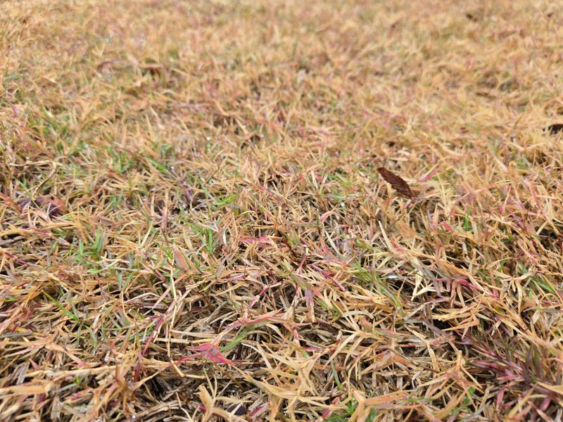 Warm-Season Lawns Slow Down After First Frost Warm-Season Lawns Slow Down After First Frost