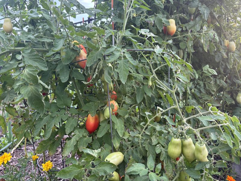 Warm Season Plants Slow Down First