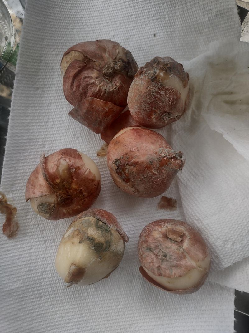 Warm Soil Encourages Bulb Rot Warm Soil Encourages Bulb Rot