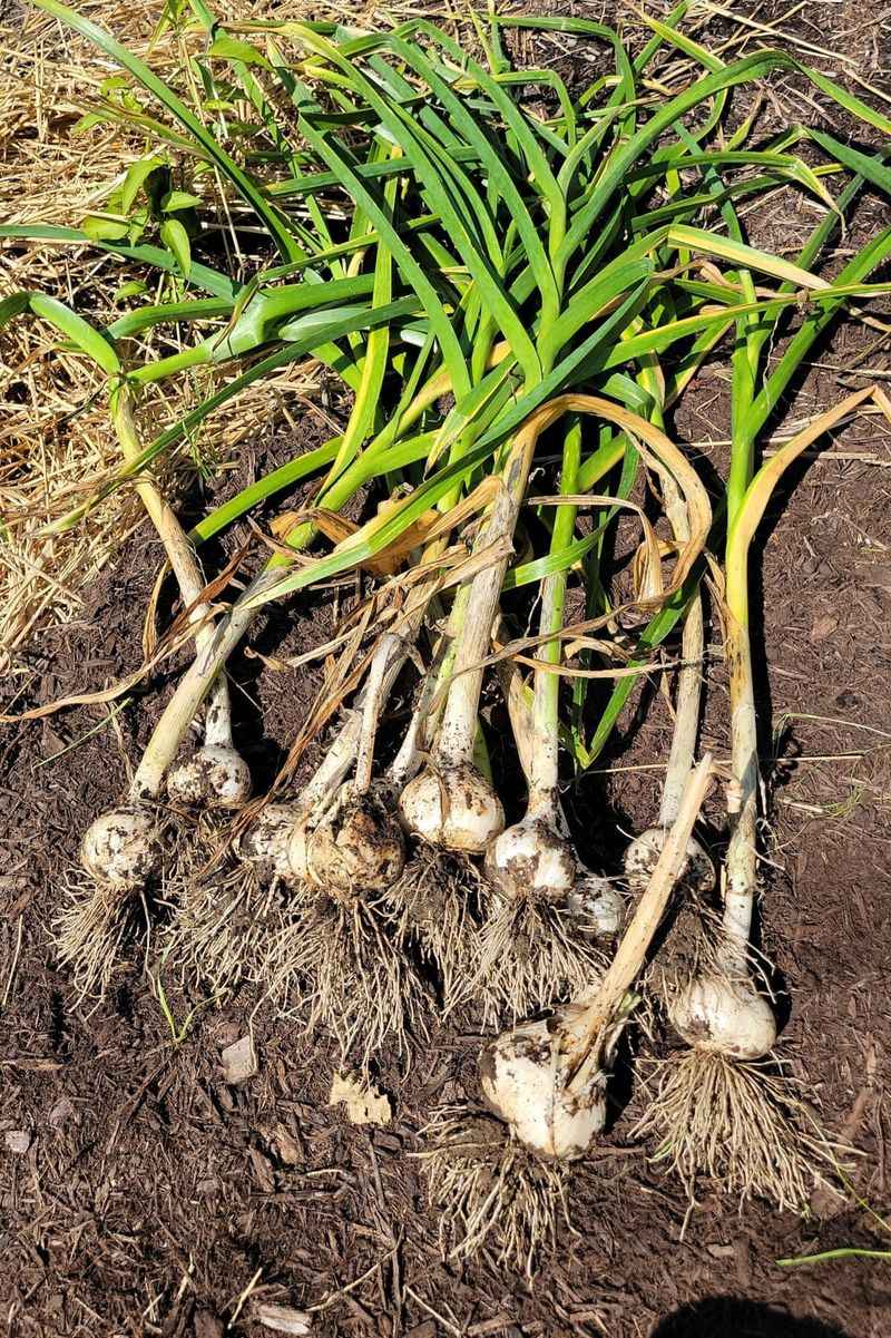 Warm Soil Helps Roots Settle In Quickly Warm Soil Helps Roots Settle In Quickly