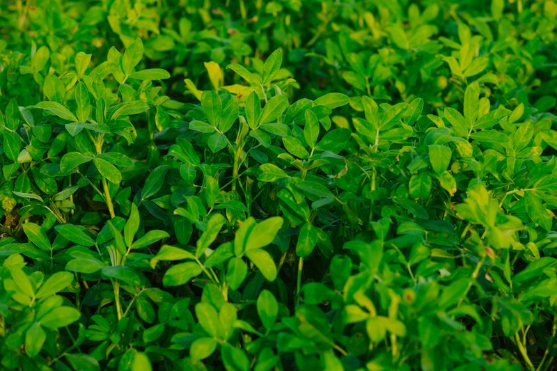 Warm Soil Matters More Than the Calendar for Planting Peanuts Warm Soil Matters More Than the Calendar for Planting Peanuts