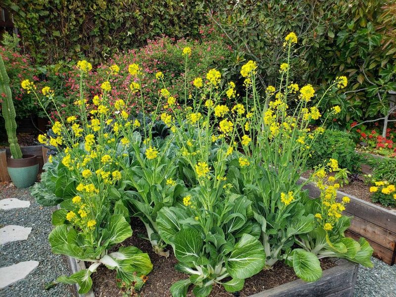 Warm Spells Push It Toward Flowering Warm Spells Push It Toward Flowering