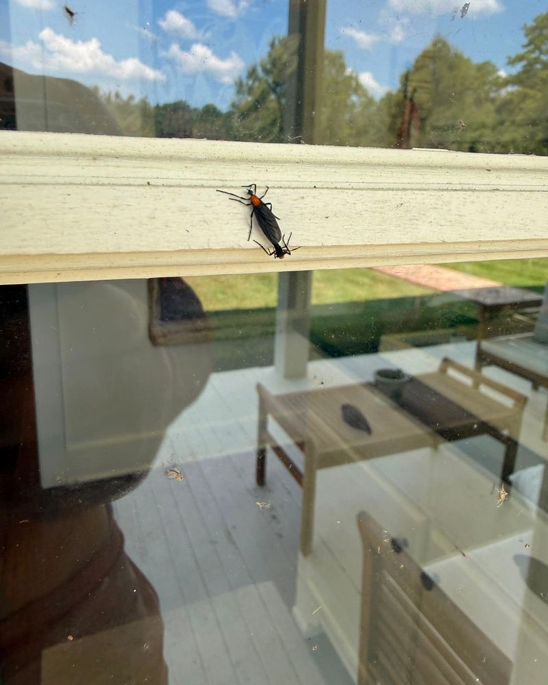 Warm Sunny Days Get Them Flying
