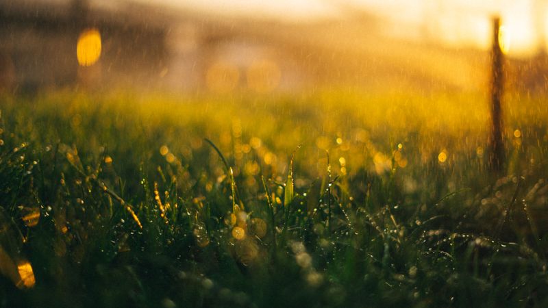 Warm Weather And Rain As The Colony Growth Signal