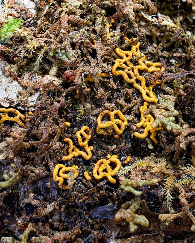 Warm, Wet Weather Brings Pretzel Slime Mold Out On Rotting Logs Warm, Wet Weather Brings Pretzel Slime Mold Out On Rotting Logs