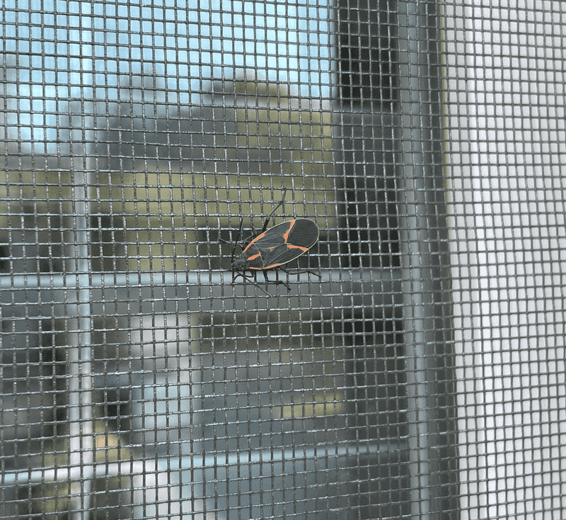 Warm Winter Days Can Bring Hidden Bugs Out Indoors Warm Winter Days Can Bring Hidden Bugs Out Indoors