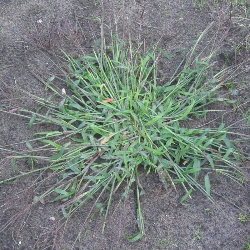 Warm-season annuals have a separate spring window