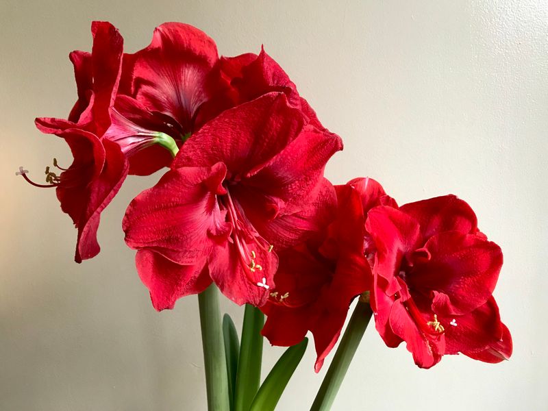 Warmth, Light, And Water To Speed Up A Slow Bulb