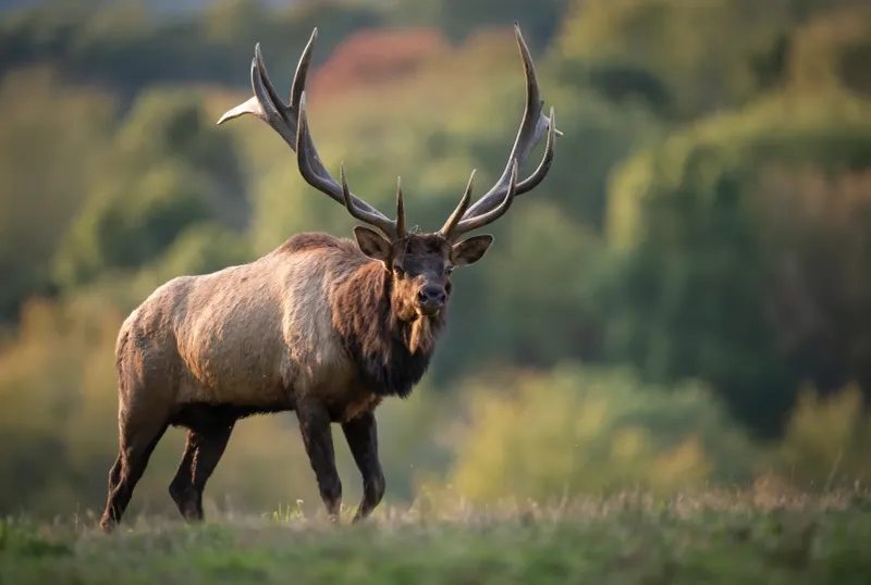 Warning Signs Every Hunter Should Know