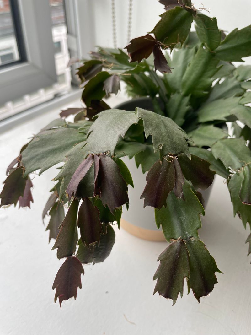 Warning Signs Your Christmas Cactus Got Too Cold