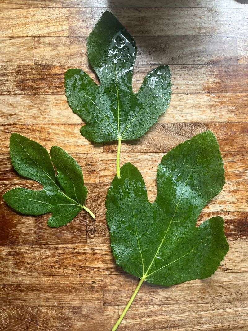 Wash And Dry Every Leaf With Care