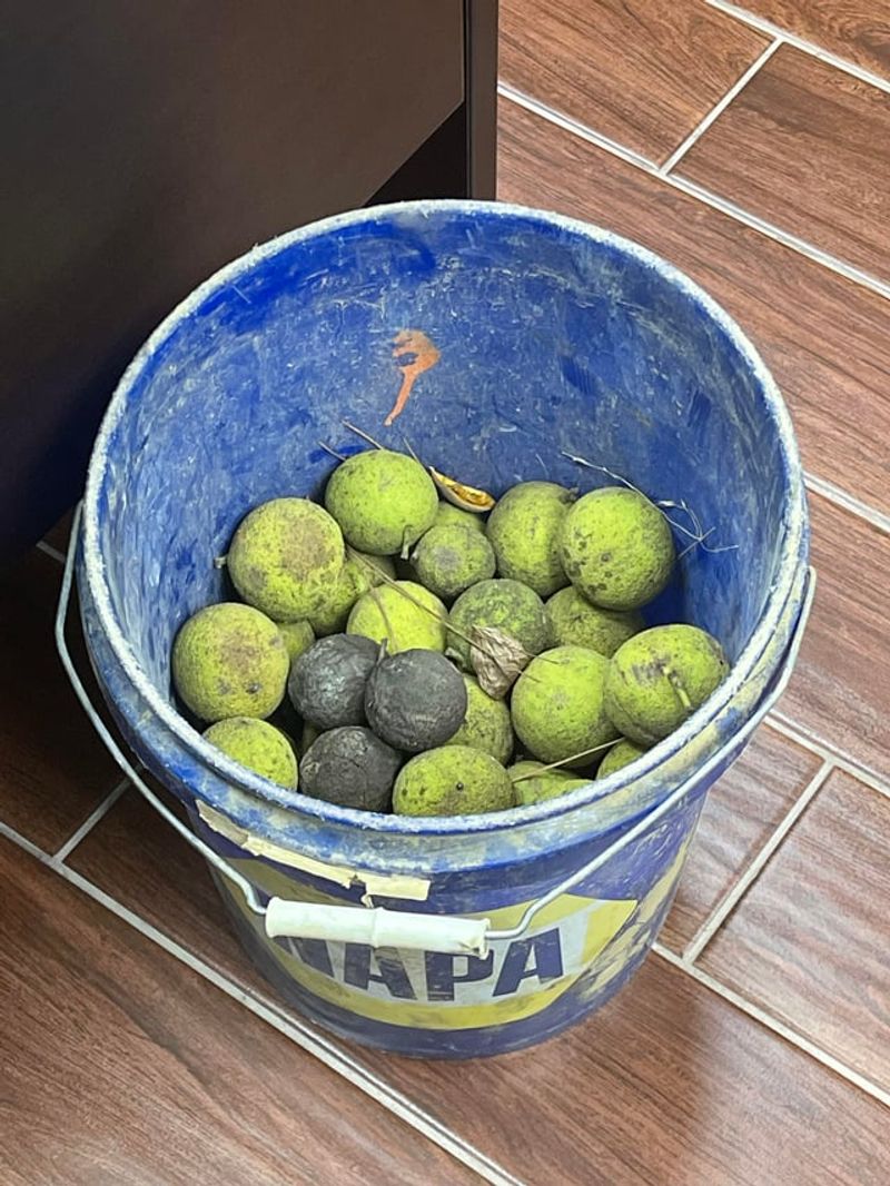 Wash Nuts In A Bucket Of Water Wash Nuts In A Bucket Of Water