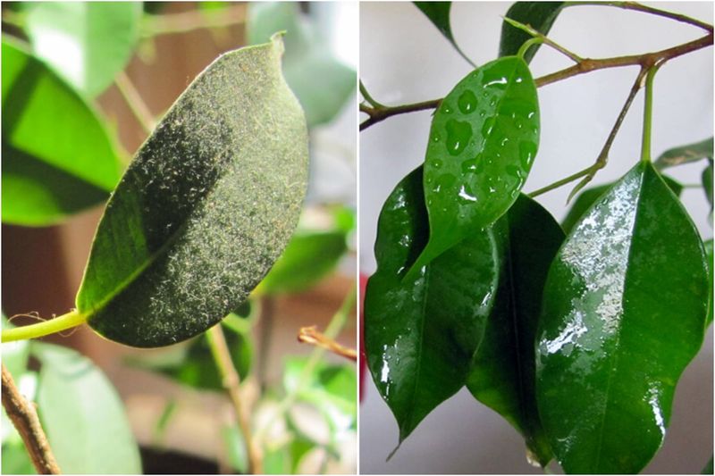 Wash Off Dust So Leaves Absorb More Light Wash Off Dust So Leaves Absorb More Light