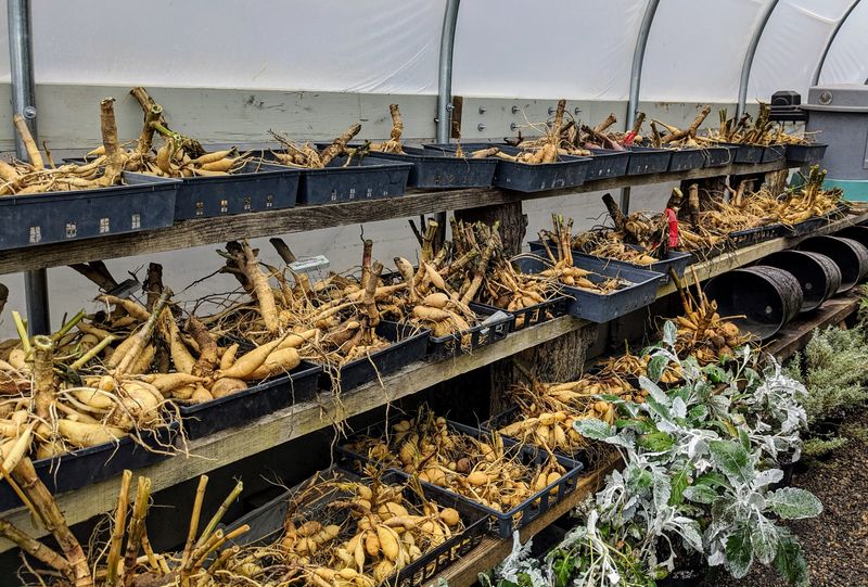 Wash Off The Soil And Let The Clumps Dry