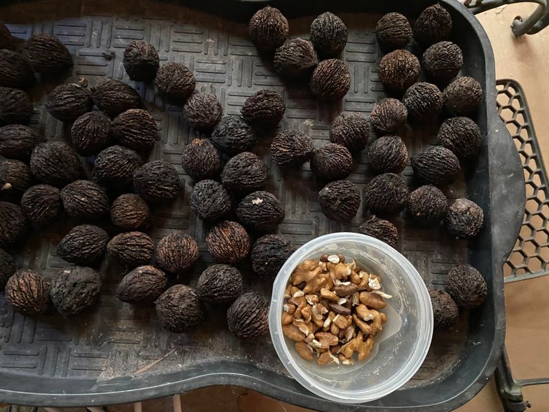 Wash The Nuts And Dry Them In A Shed Or Garage Wash The Nuts And Dry Them In A Shed Or Garage