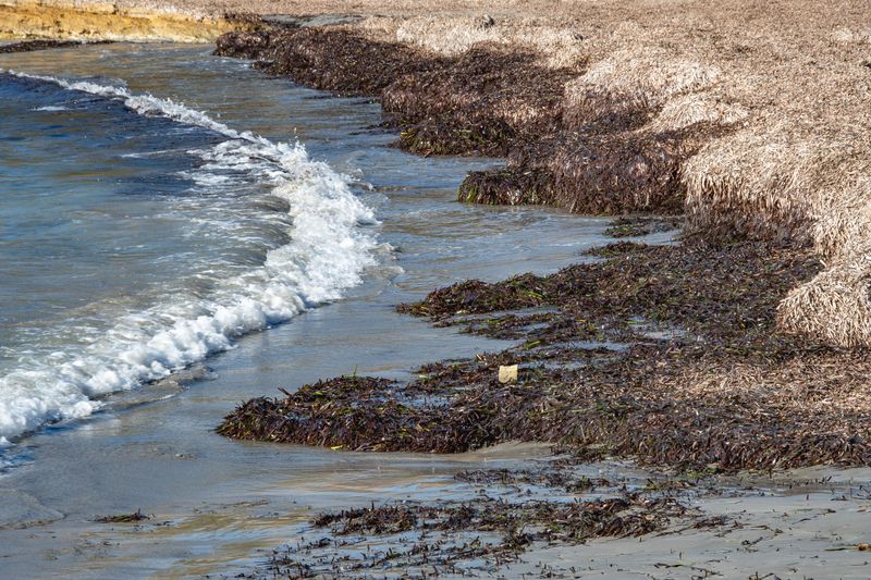 Washed Up Seaweed And Fish Bring Stink From The Shoreline