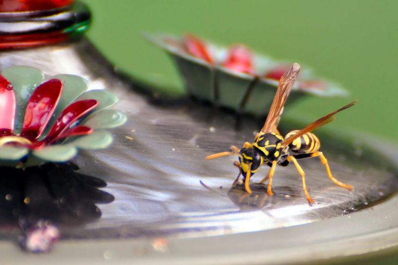 Wasps and Yellowjackets Wasps and Yellowjackets