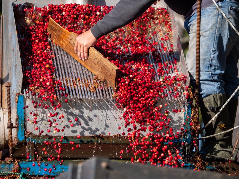 Watch A Wet Harvest Up Close
