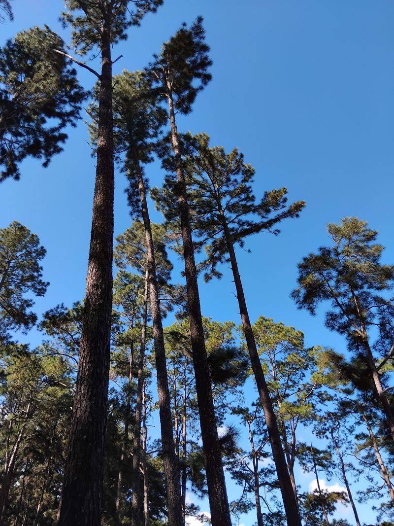 Watch Damaged Pines Before Deciding