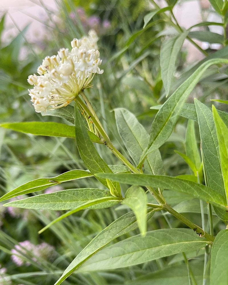 Watch Flower Buds And Stems Watch Flower Buds And Stems