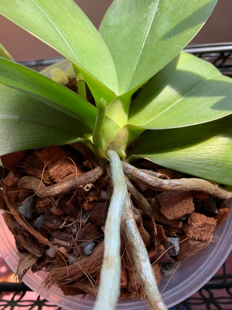Watch For A New Flower Spike Weeks Later