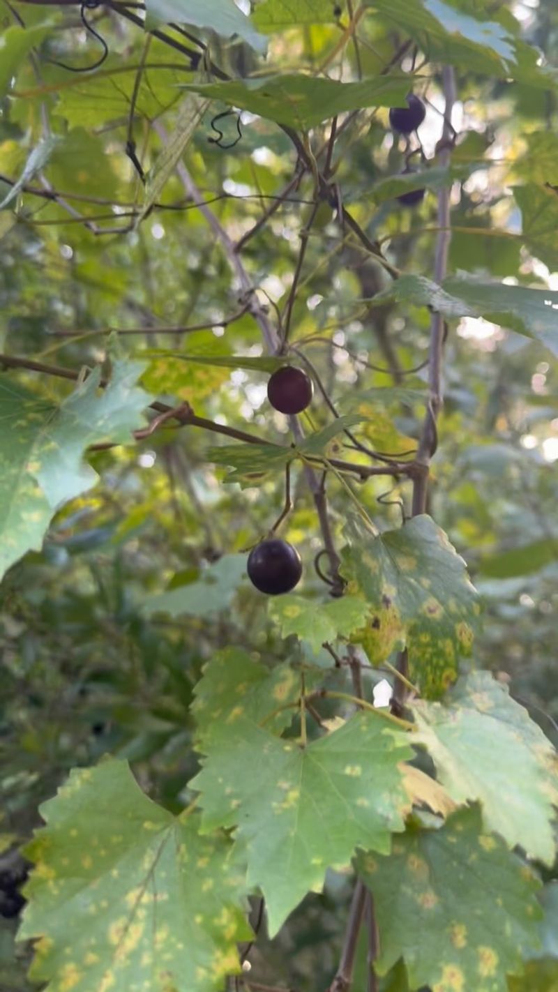 Watch For Berries Dropping On Their Own