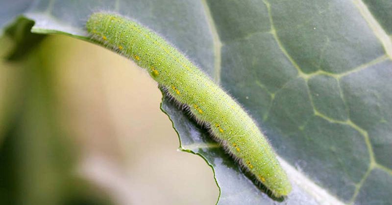Watch For Cabbage Family Pests