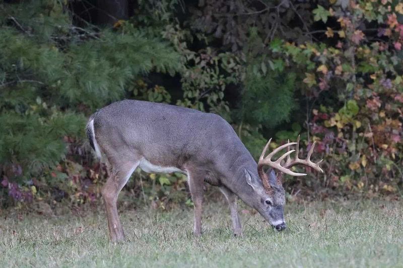 Watch For Deer At Dusk