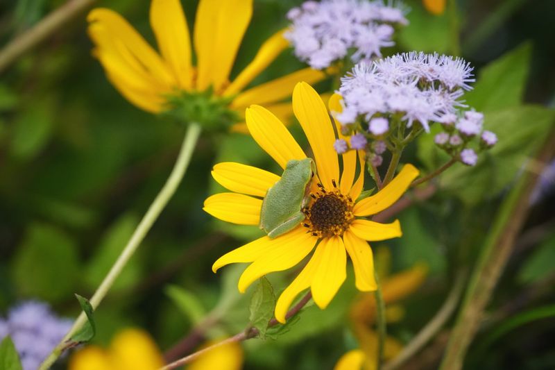 Watch For Florida Wildflower Foundation Giveaways Watch For Florida Wildflower Foundation Giveaways