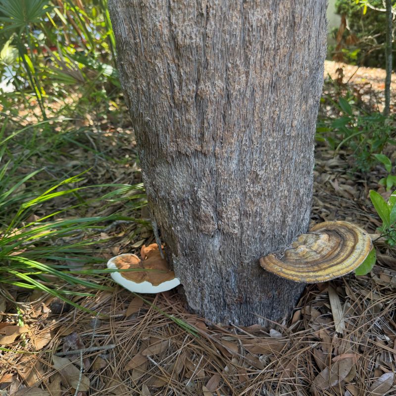 Watch For Hidden Decay In Your Tree