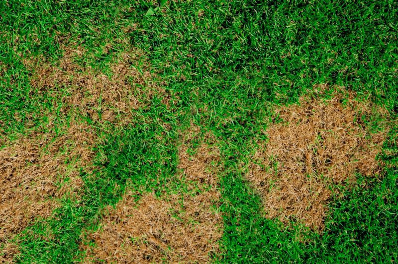 Watch For Large Patch And Fall Fungus Watch For Large Patch And Fall Fungus