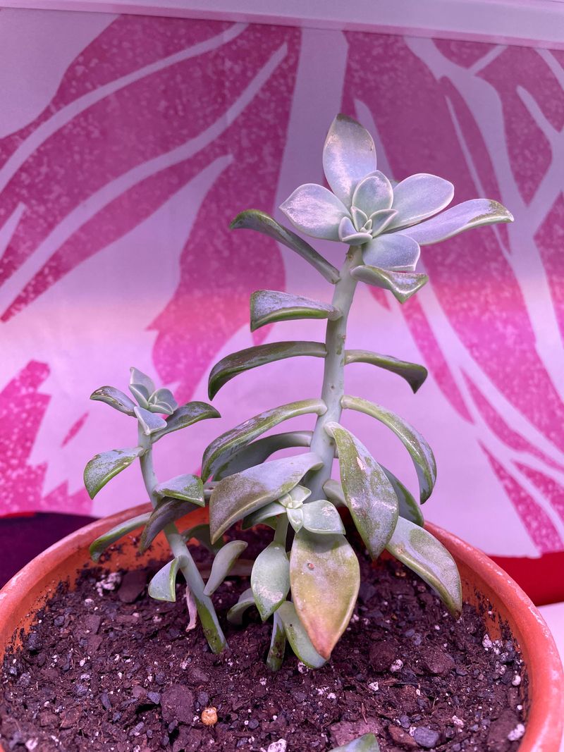 Watch For Leggy Growth And Pale Leaves