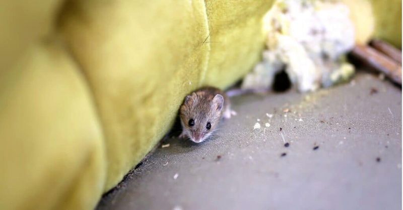 Watch For Mice And Voles Watch For Mice And Voles