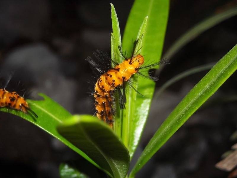 Watch For Oleander Caterpillars Watch For Oleander Caterpillars