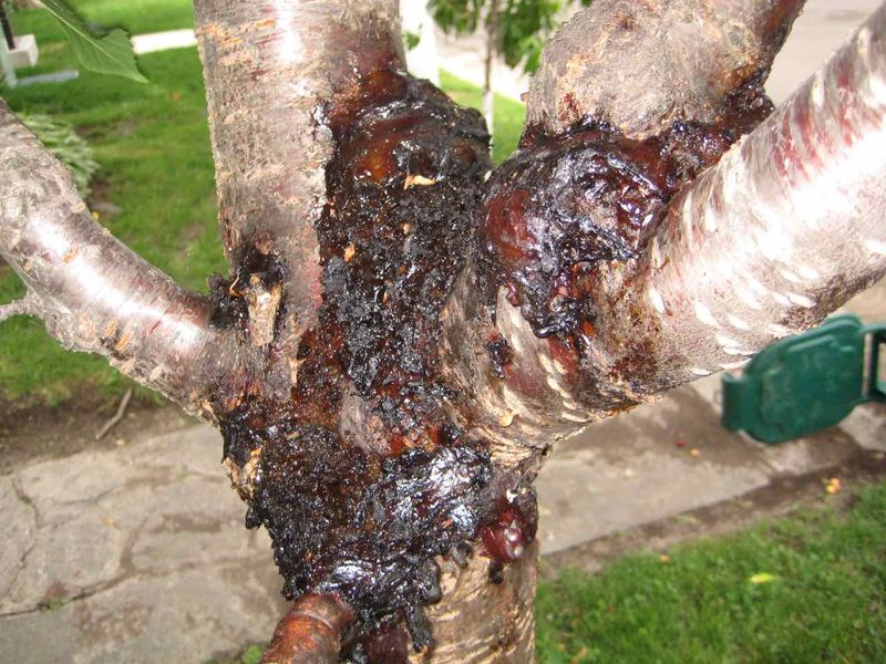 Watch For Oozing Sap Or Seams