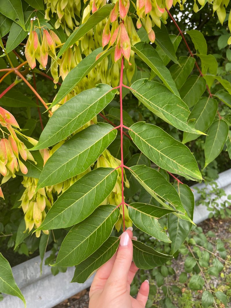 Watch For Other Banned Invaders Like Tree-Of-Heaven Watch For Other Banned Invaders Like Tree-Of-Heaven