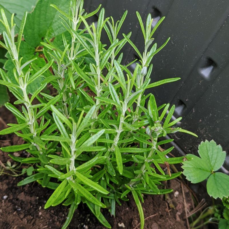 Watch For Pests On Rosemary Plants Watch For Pests On Rosemary Plants