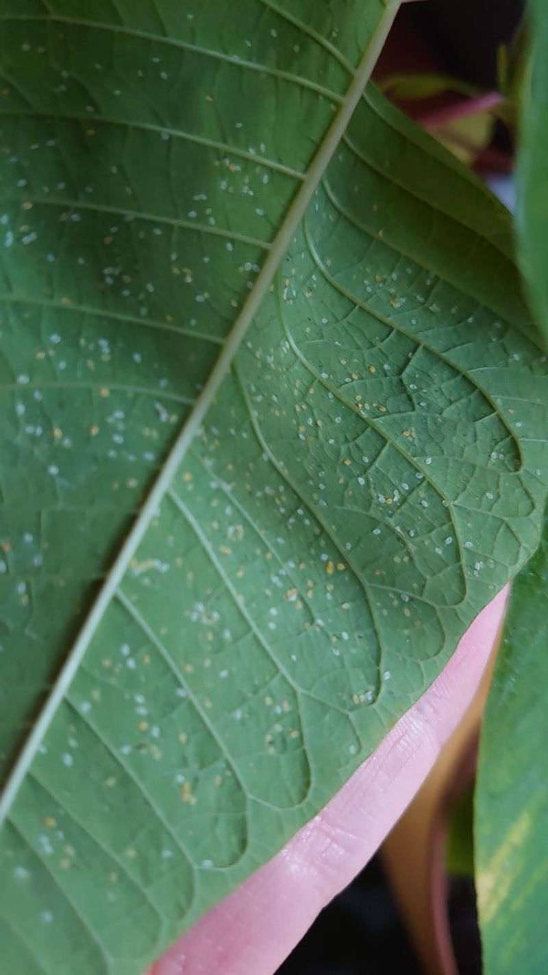 Watch For Pests On Your Florida Poinsettia