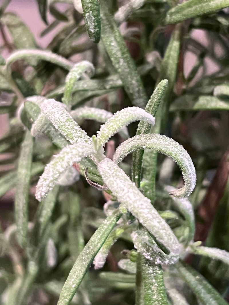 Watch For Powdery Mildew Indoors Watch For Powdery Mildew Indoors