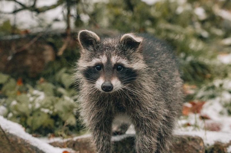 Watch For Raccoon Latrines Watch For Raccoon Latrines