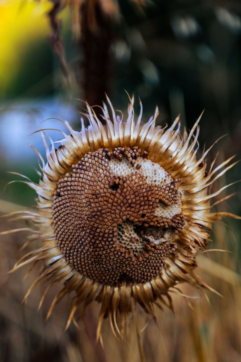 Watch For Ripe And Dry Seed Heads Watch For Ripe And Dry Seed Heads